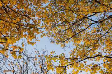 Orange yellow autumn leaves on sky background. Fall season, october, november time
