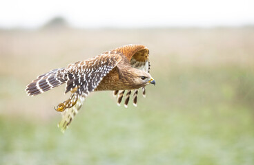 Red-shouldered hawk in flight, Florida.