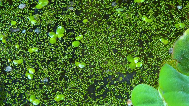 Spotless watermeal, rootless duckweed (Wolffia arrhiza) and duckweed (Lemna turionifera) in a stagnant freshwater pond