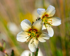 Obraz premium Close-up of Twinleaf or Spekbos (Roepera foetida), verge of the N9 near Nolls Halt, Western Province.