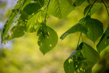 green leaves in the sun