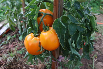 Ripe tomatoes in the garden