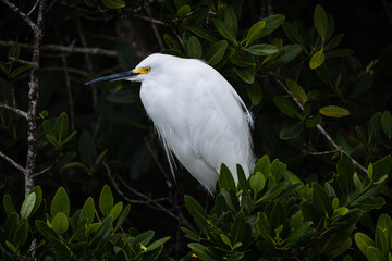 Snowy Egret, Florida.