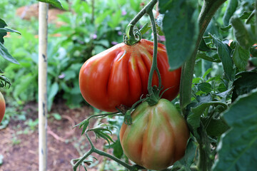 Ripe tomatoes in the garden