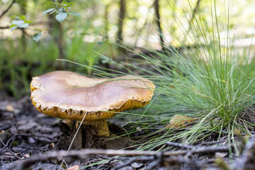 Mushroom in the forest.  White mushroom, porcini mushroom