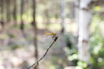 Dragonfly on a branch
