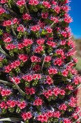 Fototapeta na wymiar Closeup of tajinaste rojo or red bugloss. Cone with many purple and red flowers