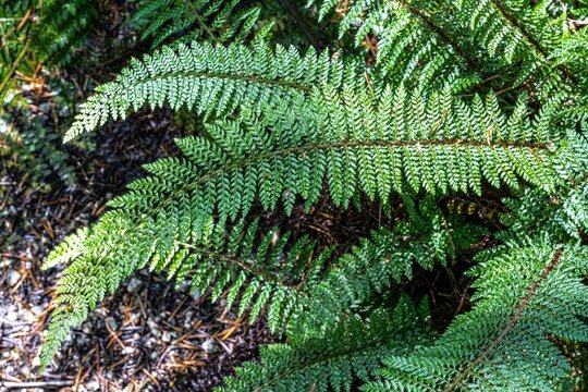 Leaves of a Hedge Fern (Polystichum setiferum)