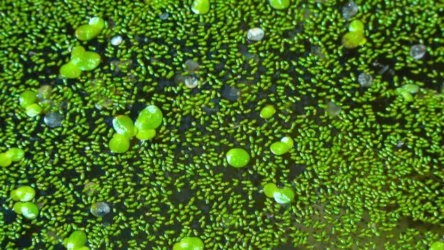 Spotless watermeal, rootless duckweed (Wolffia arrhiza) and duckweed (Lemna turionifera) in a stagnant freshwater pond