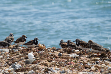 turnstones on the pebbles on the beach with the sea in the background