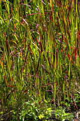 Obraz premium Japanese Blood Grass (Imperata cylindrica ‘Ruby’)