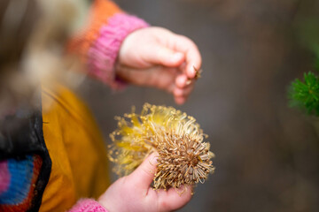 child holding a banksia flower in australia