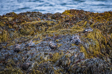 Landscape of the Snaefellsness Peninsula (iceland)