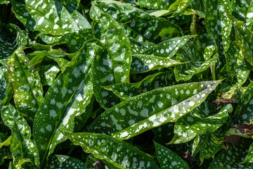 Leaves of Lungwort Pulmonaria ‘Trevi Fountain’