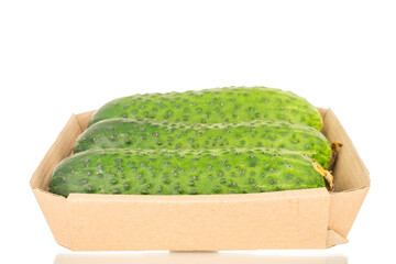 Three fresh green cucumbers on a paper plate, macro, isolated on white background.