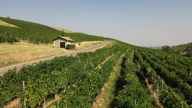 Europe, Italy, Broni - more and more pilgrims walk the roads of the Lombardy countryside from Pavia to Pontremoli in Tuscany through the Via Francigena  Abati - walking route through vineyard 