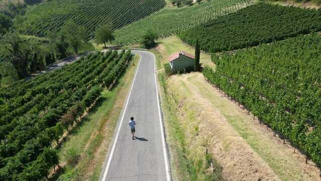Europe, Italy, Broni - more and more pilgrims walk the roads of the Lombardy countryside from Pavia to Pontremoli in Tuscany through the Via Francigena  Abati - walking route through vineyard 