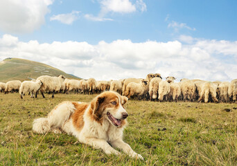 The dog takes care of the flock of sheep. The flock of sheep guarded by the dog, in the mountains.