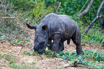 Fototapeta premium Breitmaulnashorn Baby