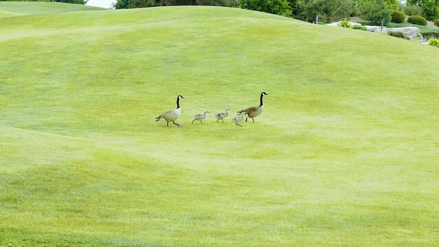 Family of geese in the park