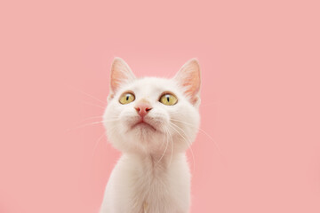 Portrait cute baby cat kitten looking up. Isolated on pink pastel background