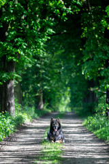 Pies rasowy, owczarek niemiecki, letni trening psów, w tle zielone drzewa, ujęcie z przodu