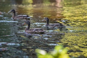 Beautiful ducks swim in a summer pond.