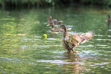Beautiful ducks swim in a summer pond.