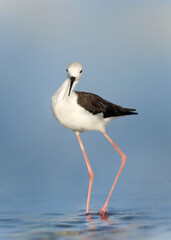 Stilt on the beach