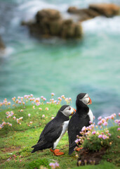 Two Atlantic puffin - Romance