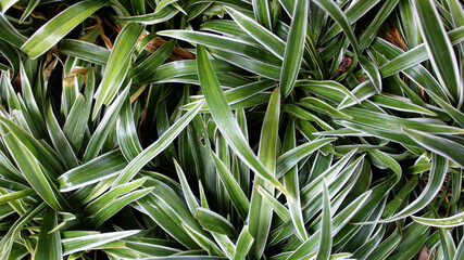 Obraz premium Abstract dracaena plant