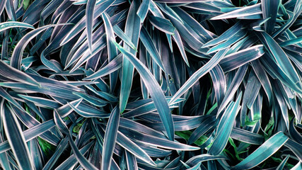 Abstract dracaena plant