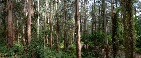Forêt d'eucalyptus de Berméo (Beméo, pays basque espagnol, Espagne)