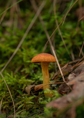 Poisonous and inedible mushrooms in the forest