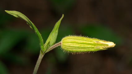 Fox flowers and fruits of various plants