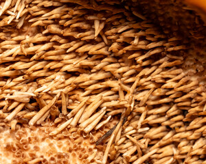 Different veod texture, big and fine