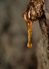 Resin flows from the pine tree