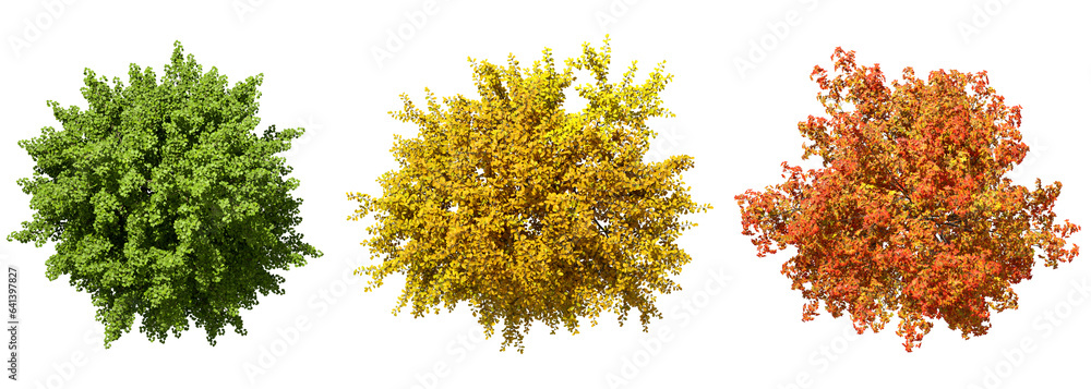 Poster from above trees colourful seasonal top view on transparent backgrounds 3d rendering png
