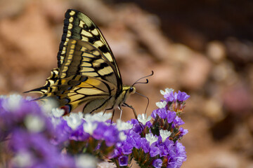 Macaón - Papilio Machaon 