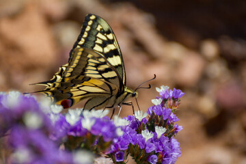 Macaón - Papilio Machaon 