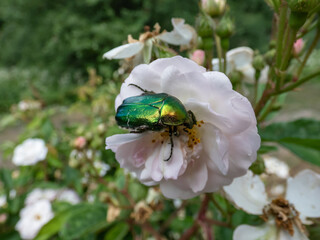 Metallic rose chafer or the green rose chafer (Cetonia aurata) crawling on a white and pink buds and blossoms of apple tree flowering in on orchard in spring