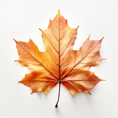 autumn maple leaf