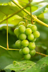 dojrzewające winogrona jako kiść winogron na krzewie