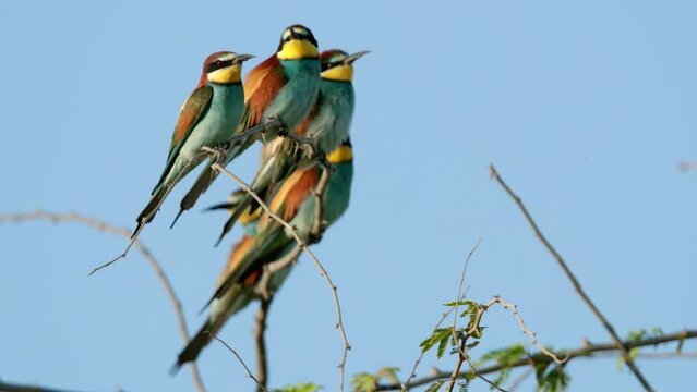 European bee-eater perched on acacia on windy day at Hamala, Bahrain
