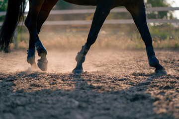 Close-up of a black horse's hooves during a horseback ride on the sand the concept of love for equestrian sports  - obrazy, fototapety, plakaty