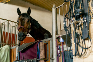 Portrait of a beautiful black horse standing in a stall at the stable concept of love for...