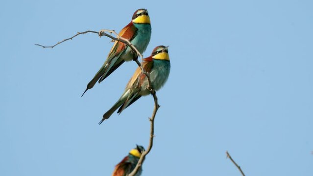 European bee-eater perched on acacia on windy day at Hamala, Bahrain