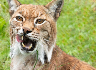 Obraz premium Lynx