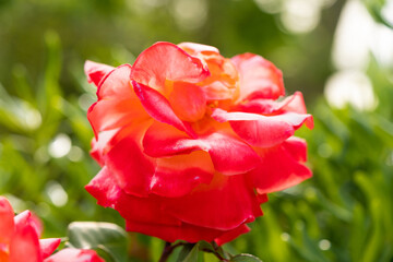 Rose flower in the garden of roses, English roses . Flowers growing in the garden