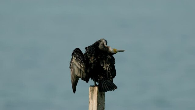 Great cormorant preening perched on wooden log
